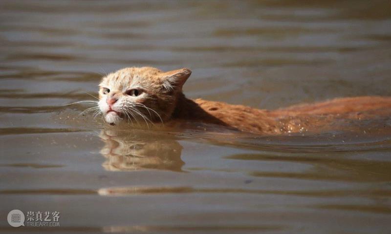 图源：Getty Images,大部分猫为何怕水？答案比你想得更复杂,土耳其梵猫,图源,约翰逊,土耳其,以外,水龙头,猫咪,克里格,小猫,利维坦