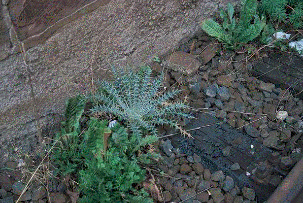 物种 / 属性 / 族群 / 秩序 / 阶级 / 帝国 / 边界 / 生活——路易斯·温伯格 | documenta 10,温伯格,路易斯,边界,物种,族群,秩序,阶级,documenta,植物,Lois