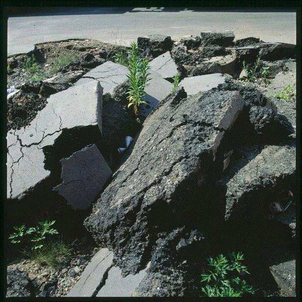 已经开始杂草丛生的路面自己,物种 / 属性 / 族群 / 秩序 / 阶级 / 帝国 / 边界 / 生活——路易斯·温伯格 | documenta 10,温伯格,路易斯,边界,物种,族群,秩序,阶级,documenta,植物,Lois