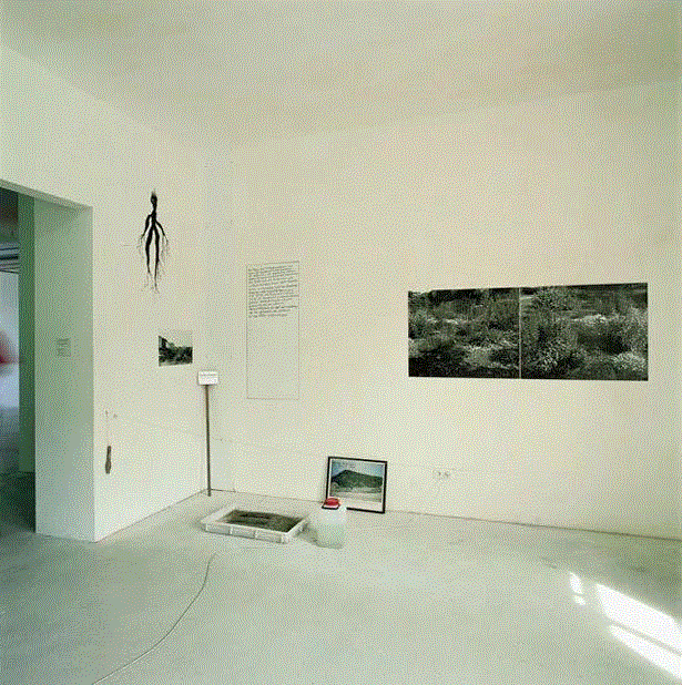 物种 / 属性 / 族群 / 秩序 / 阶级 / 帝国 / 边界 / 生活——路易斯·温伯格 | documenta  10,温伯格,路易斯,边界,物种,族群,秩序,阶级,documenta,植物,Lois