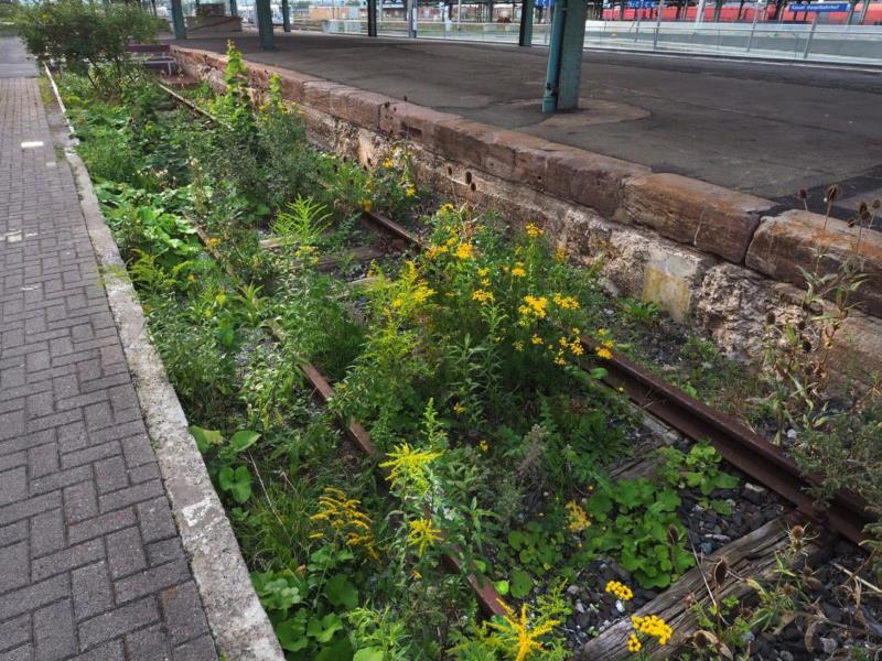 **感谢雷鸣,物种 / 属性 / 族群 / 秩序 / 阶级 / 帝国 / 边界 / 生活——路易斯·温伯格 | documenta 10,温伯格,路易斯,边界,物种,族群,秩序,阶级,documenta,植物,Lois