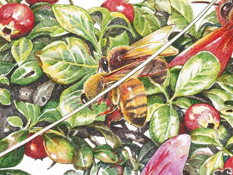 央美才女的钢笔素描画，精细到让人震惊又害怕~,钢笔,央美,才女,素描画,丙烯,铅笔,赵娜,素描,老虎,国度