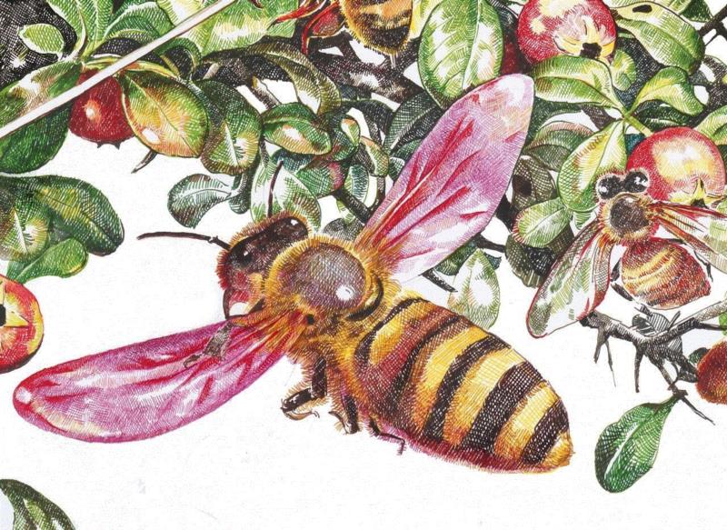 央美才女的钢笔素描画，精细到让人震惊又害怕~,钢笔,央美,才女,素描画,丙烯,铅笔,赵娜,素描,老虎,国度