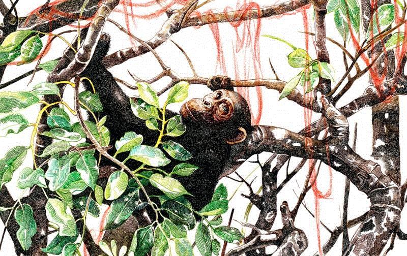 央美才女的钢笔素描画，精细到让人震惊又害怕~,钢笔,央美,才女,素描画,丙烯,铅笔,赵娜,素描,老虎,国度