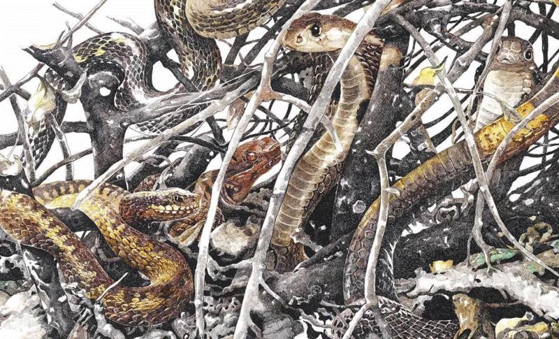 央美才女的钢笔素描画，精细到让人震惊又害怕~,钢笔,央美,才女,素描画,丙烯,铅笔,赵娜,素描,老虎,国度