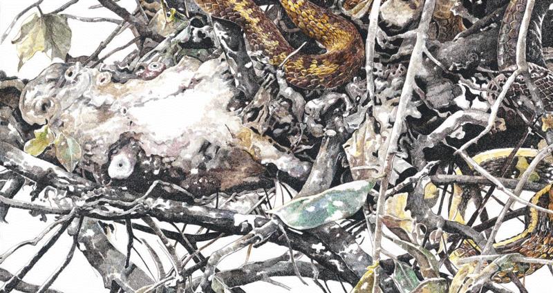 央美才女的钢笔素描画，精细到让人震惊又害怕~,钢笔,央美,才女,素描画,丙烯,铅笔,赵娜,素描,老虎,国度