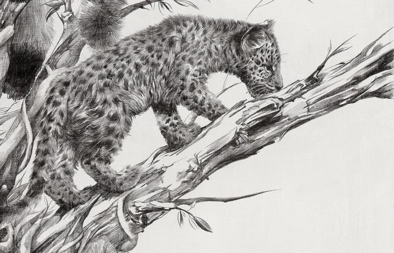 央美才女的钢笔素描画，精细到让人震惊又害怕~,钢笔,央美,才女,素描画,丙烯,铅笔,赵娜,素描,老虎,国度