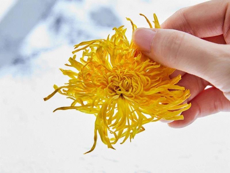 第一次见到金丝皇菊时，小编也被震惊了一下。,皇帝都爱喝的菊花茶，一朵泡一杯，清凉下火