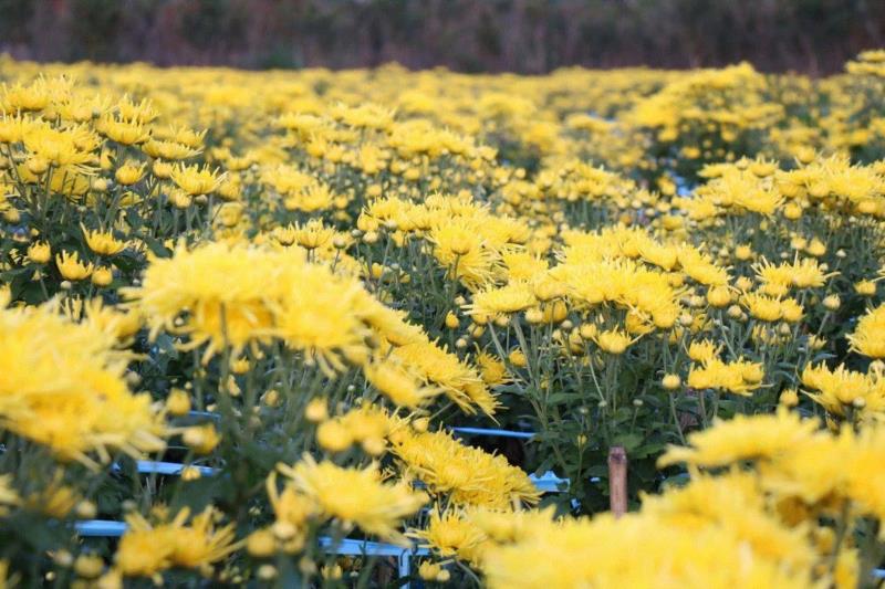 这款金丝皇菊，产自安徽黄山。,皇帝都爱喝的菊花茶，一朵泡一杯，清凉下火