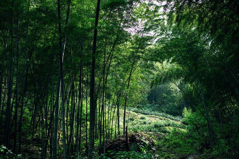 行到水穷处，坐看云起时，一盏兰香慰余生