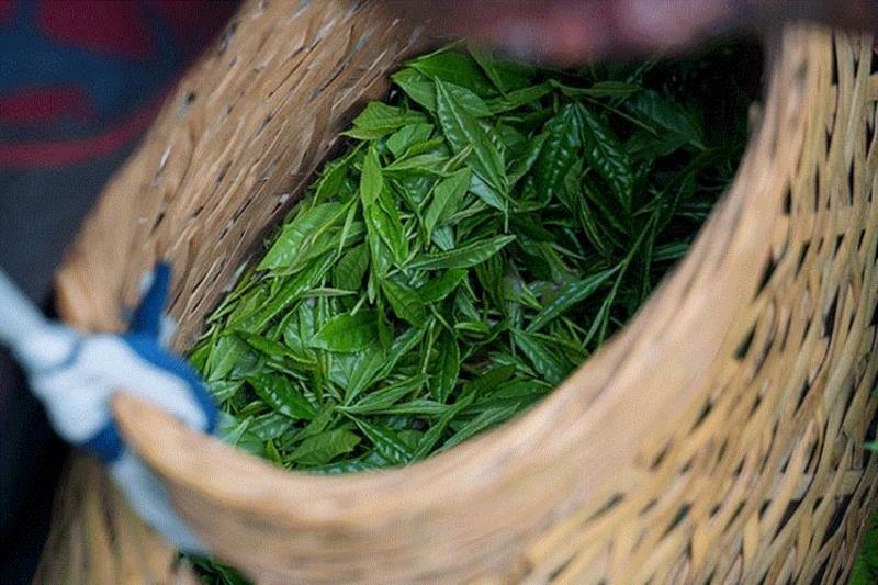 ▲ 柿大叶群体种茶树，茶芽油亮肥嫩。,行到水穷处，坐看云起时，一盏兰香慰余生