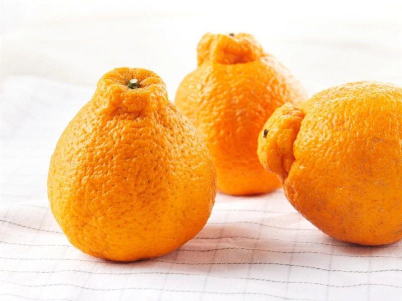 你看它表面非常粗糙，梗部还有一个凸起，卖相实在是不怎么好看，所以它还有个艺名，叫“丑八怪”。,它叫丑八怪，又酸又甜又新鲜，只有春天能吃到！