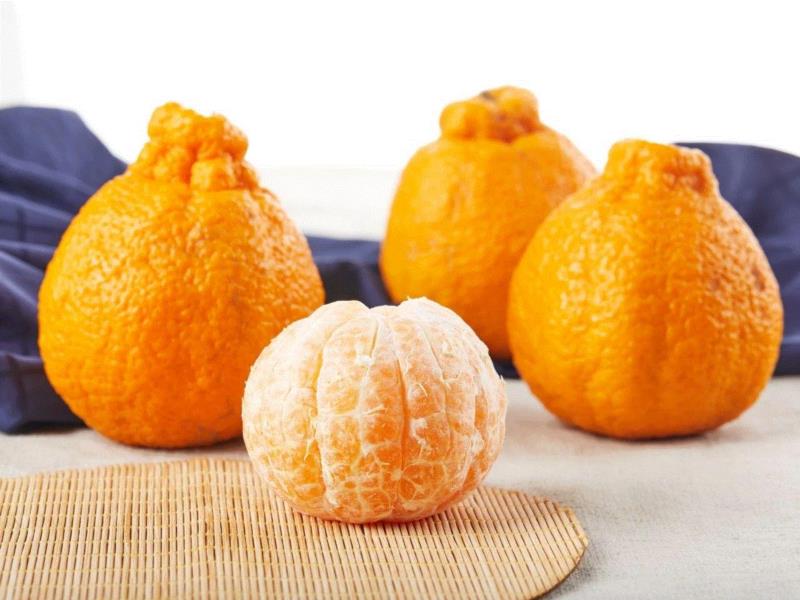 “真的有料”丑柑，现一条生活馆有售,它叫丑八怪，又酸又甜又新鲜，只有春天能吃到！