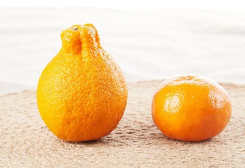 和普通橘子相比，丑柑最明显的特征是，长了一个凸起的“屁股”，不过有的“屁股”大一点，有的“屁股”平一