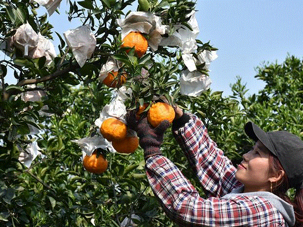 这款丑柑的生长基地正是在丹棱县，这里是国家级生态示范区、全国首个农村生态文明家园建设试点县、国家无公