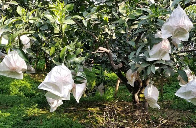 这里的果园只使用豆饼、海藻等有机肥，非常生态。,它叫丑八怪，又酸又甜又新鲜，只有春天能吃到！