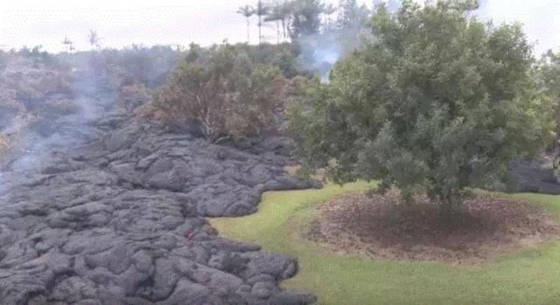 图片来源于网络,长在火山泥里的夏威夷果，不用剥壳，好好吃！