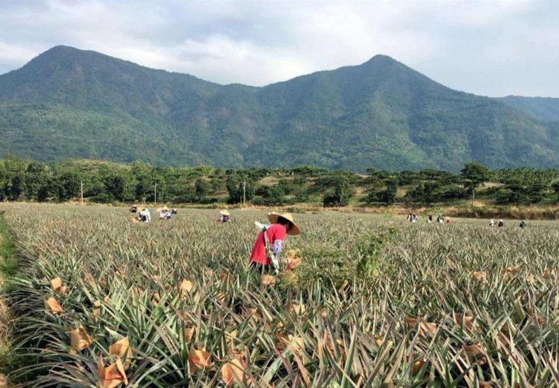 当地果农遵循凤梨生长规律，待其树上熟后再采收。自然成熟的金钻凤梨肉质金黄、果香浓郁，而且甜度高、汁水