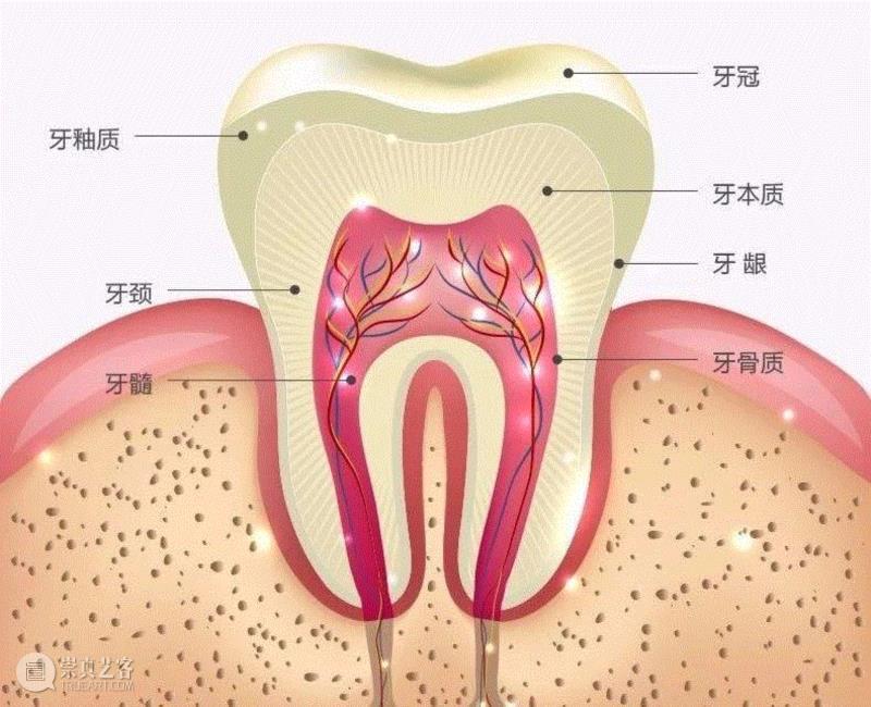 一支牙釉质修护牙膏，能为你改变什么？