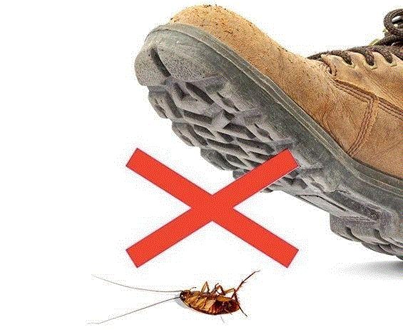 图片源自网络,滴一滴，蟑螂、蚂蚁、蚊子全家死光光