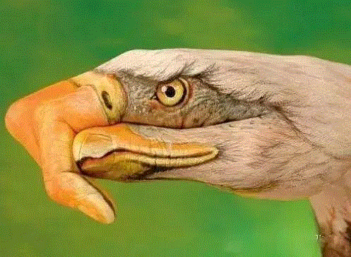 手上动物园｜令人叹为观止的逼真手部彩绘,彩绘,动物园,圭尼,手势,意大利艺术家,手艺,人手,动物肖像,插画家,90年代