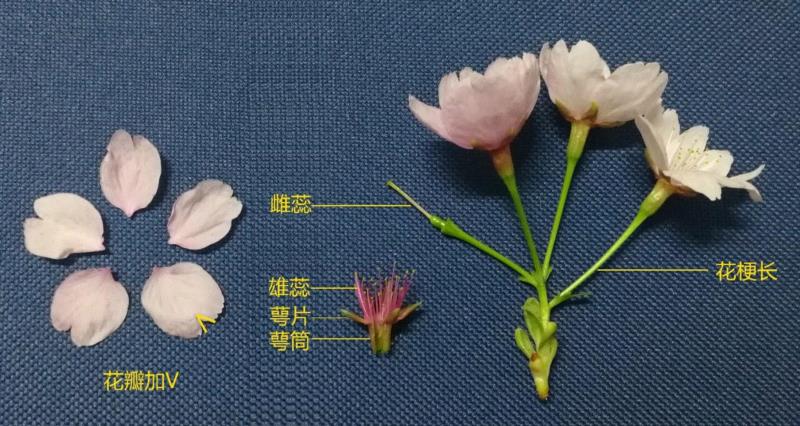 大寒樱的花序,你朋友圈里的樱花，可能是假的……,樱花,朋友圈,日本,花梗,品种,海棠,html,杂交,大岛,花瓣