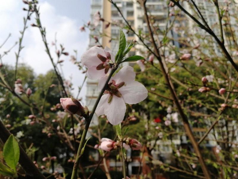 你朋友圈里的樱花，可能是假的……,樱花,朋友圈,日本,花梗,品种,海棠,html,杂交,大岛,花瓣