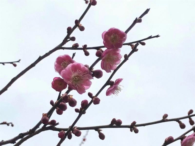 你朋友圈里的樱花，可能是假的……,樱花,朋友圈,日本,花梗,品种,海棠,html,杂交,大岛,花瓣