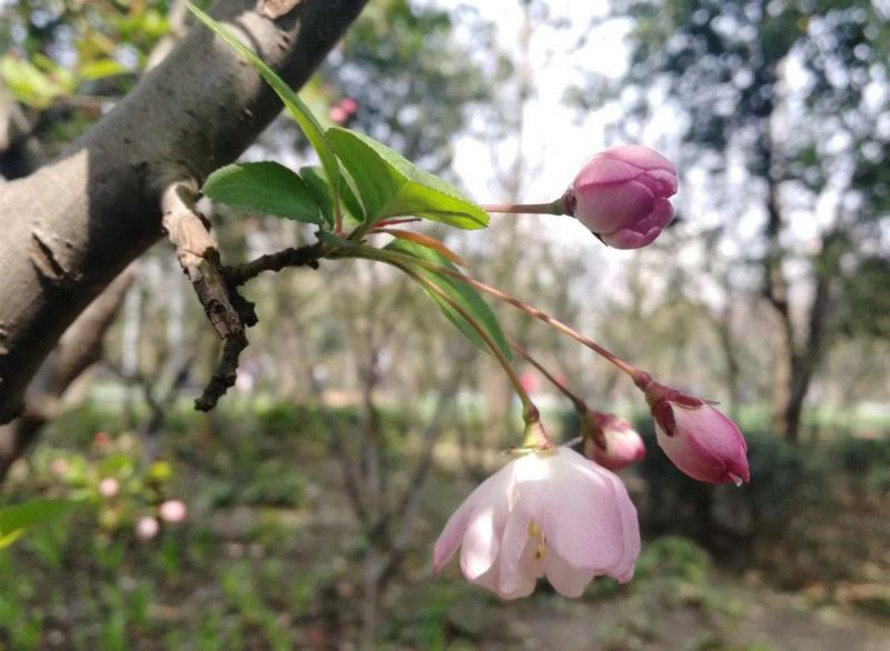 &nbsp;,你朋友圈里的樱花，可能是假的……,樱花,朋友圈,日本,花梗,品种,海棠,html,杂交,大岛,花瓣
