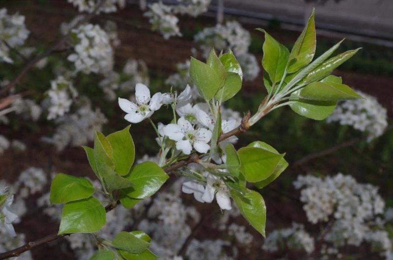 李攀 摄,你朋友圈里的樱花，可能是假的……,樱花,朋友圈,日本,花梗,品种,海棠,html,杂交,大岛,花瓣