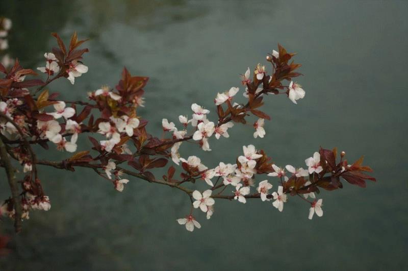 李攀 摄,你朋友圈里的樱花，可能是假的……,樱花,朋友圈,日本,花梗,品种,海棠,html,杂交,大岛,花瓣