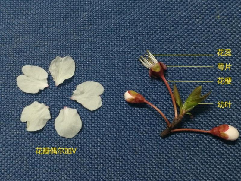 紫叶李枝条，开花时常有紫叶，花梗和花萼也呈紫红色，幼叶层叠包裹,你朋友圈里的樱花，可能是假的……,樱花,朋友圈,日本,花梗,品种,海棠,html,杂交,大岛,花瓣