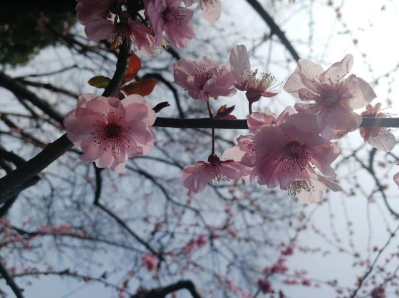 被归入梅花品种的美人梅，其实更像老李家的,你朋友圈里的樱花，可能是假的……,樱花,朋友圈,日本,花梗,品种,海棠,html,杂交,大岛,花瓣