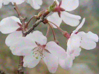 图片来源：http://www7b.biglobe.ne.jp/~cerasus/cera-ka/c