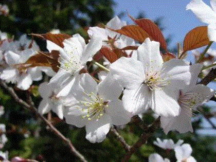 图片来源：http://www7b.biglobe.ne.jp/~cerasus/cera-yrw/