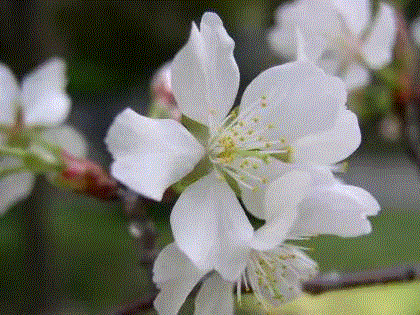 你朋友圈里的樱花，可能是假的……,樱花,朋友圈,日本,花梗,品种,海棠,html,杂交,大岛,花瓣