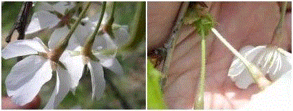 图片来源：http://www7b.biglobe.ne.jp/~cerasus/cera-ka/c