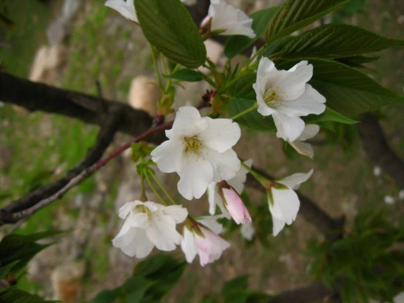 大岛樱被称为日本樱花的灵魂，李攀 摄,你朋友圈里的樱花，可能是假的……,樱花,朋友圈,日本,花梗,品种,海棠,html,杂交,大岛,花瓣