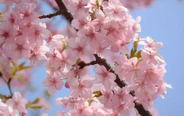 河津樱，秋微 摄,你朋友圈里的樱花，可能是假的……,樱花,朋友圈,日本,花梗,品种,海棠,html,杂交,大岛,花瓣