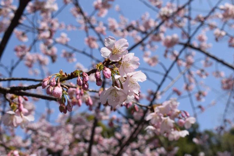 静安雕塑公园内的大寒樱,你朋友圈里的樱花，可能是假的……,樱花,朋友圈,日本,花梗,品种,海棠,html,杂交,大岛,花瓣