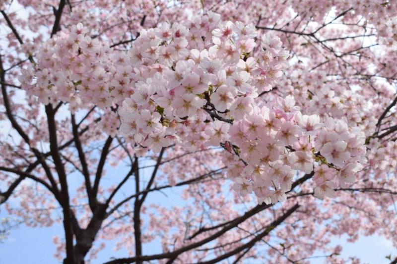 大渔樱,你朋友圈里的樱花，可能是假的……,樱花,朋友圈,日本,花梗,品种,海棠,html,杂交,大岛,花瓣