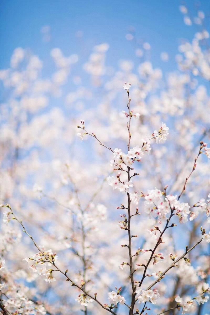 染井吉野,你朋友圈里的樱花，可能是假的……,樱花,朋友圈,日本,花梗,品种,海棠,html,杂交,大岛,花瓣