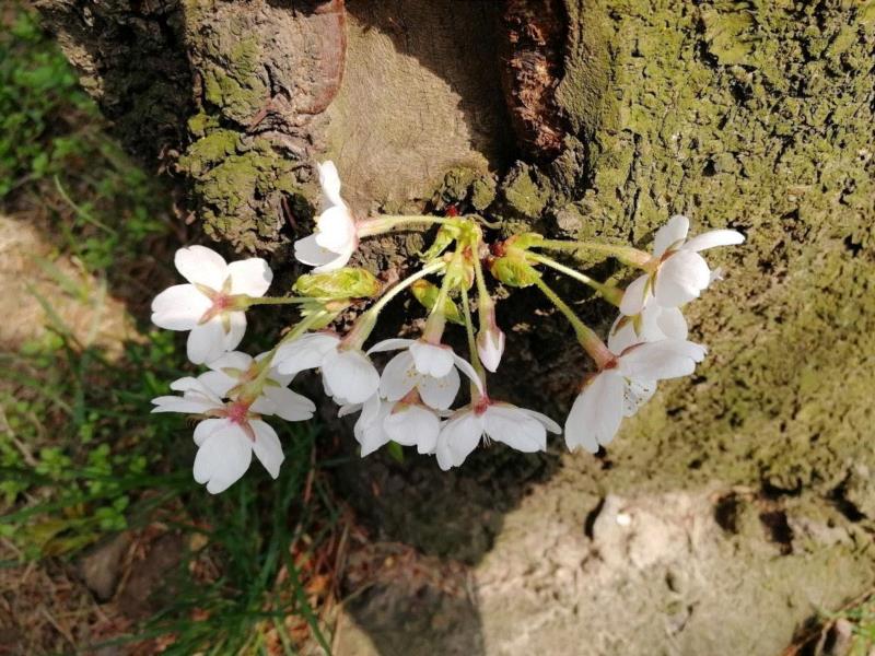 染井吉野，花梗和萼筒有毛，萼筒略带“水壶腰”，还记得是像谁吗？,你朋友圈里的樱花，可能是假的……,樱花,朋友圈,日本,花梗,品种,海棠,html,杂交,大岛,花瓣