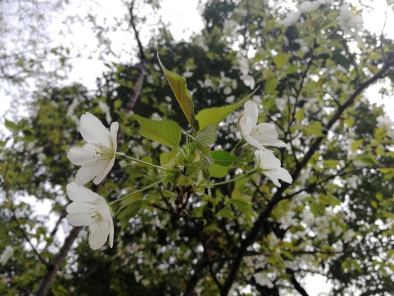 你朋友圈里的樱花，可能是假的……,樱花,朋友圈,日本,花梗,品种,海棠,html,杂交,大岛,花瓣