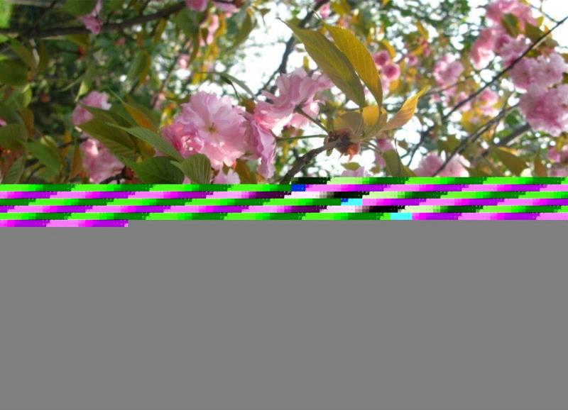 日本晚樱“关山”，李攀 摄,你朋友圈里的樱花，可能是假的……,樱花,朋友圈,日本,花梗,品种,海棠,html,杂交,大岛,花瓣