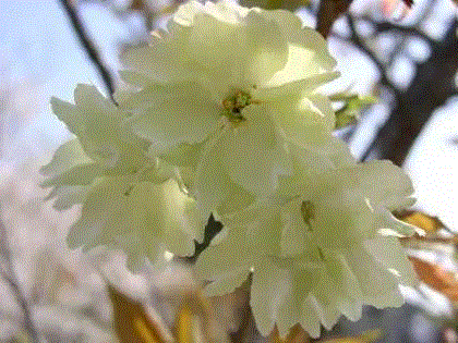 日本晚樱“郁金”,你朋友圈里的樱花，可能是假的……,樱花,朋友圈,日本,花梗,品种,海棠,html,杂交,大岛,花瓣