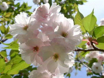 &nbsp;一叶樱,你朋友圈里的樱花，可能是假的……,樱花,朋友圈,日本,花梗,品种,海棠,html,杂交,大岛,花瓣