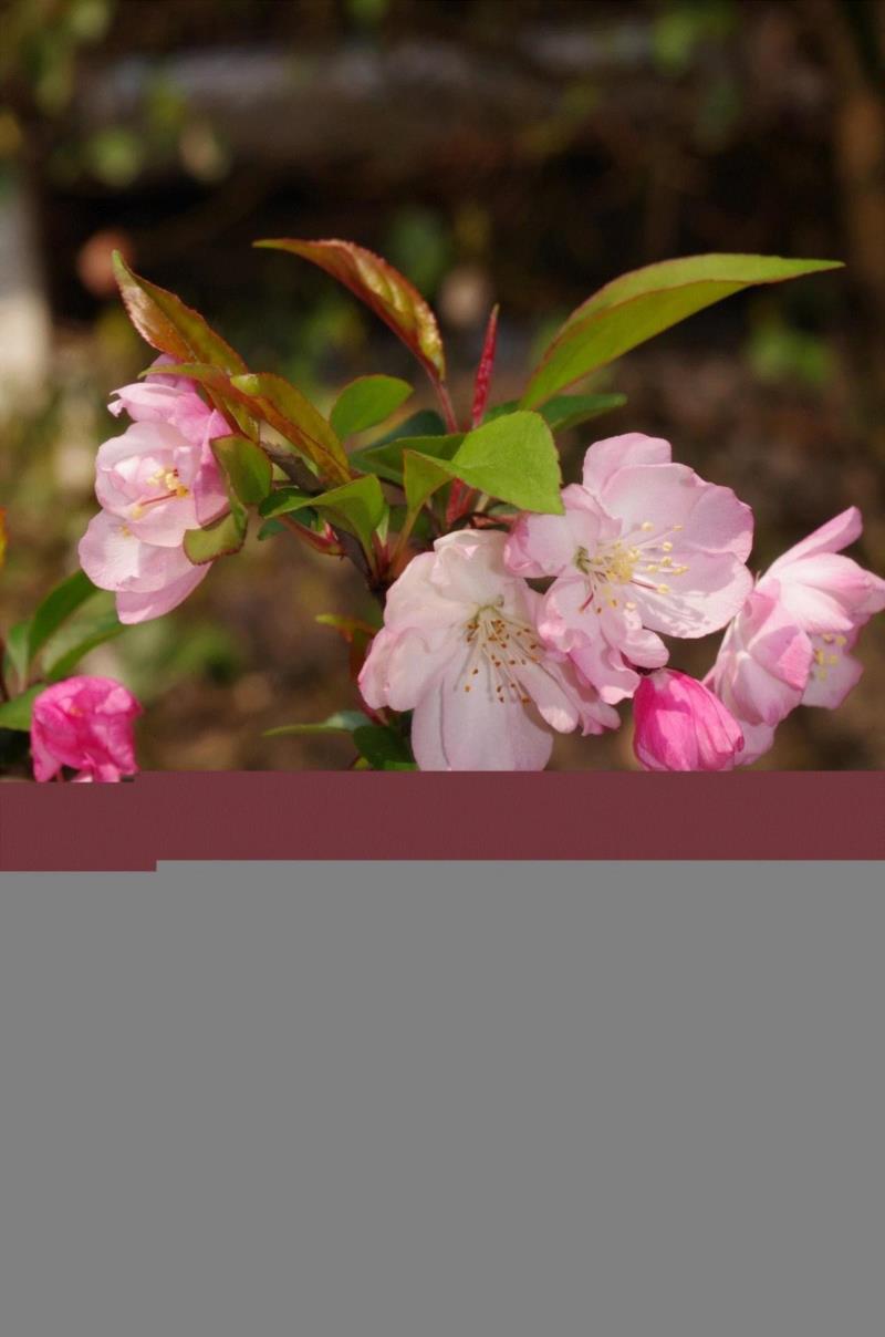 你朋友圈里的樱花，可能是假的……,樱花,朋友圈,日本,花梗,品种,海棠,html,杂交,大岛,花瓣