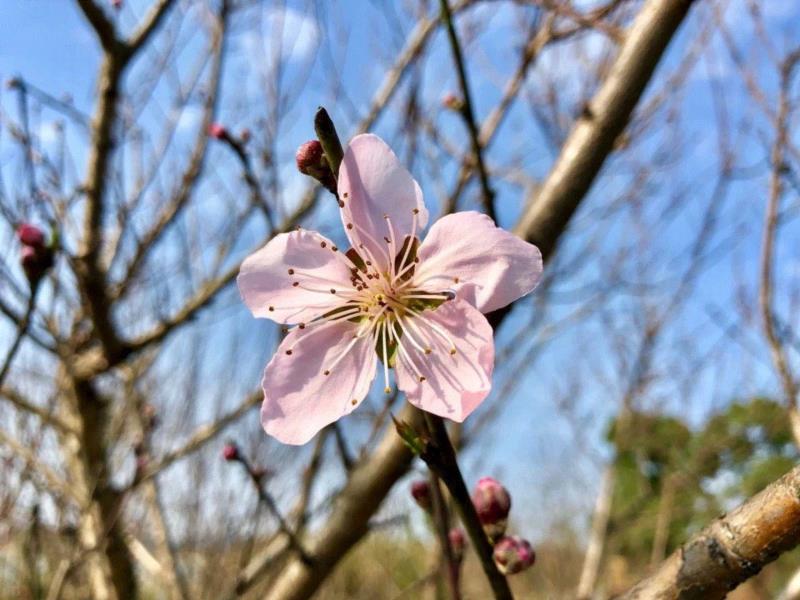 你朋友圈里的樱花，可能是假的……,樱花,朋友圈,日本,花梗,品种,海棠,html,杂交,大岛,花瓣