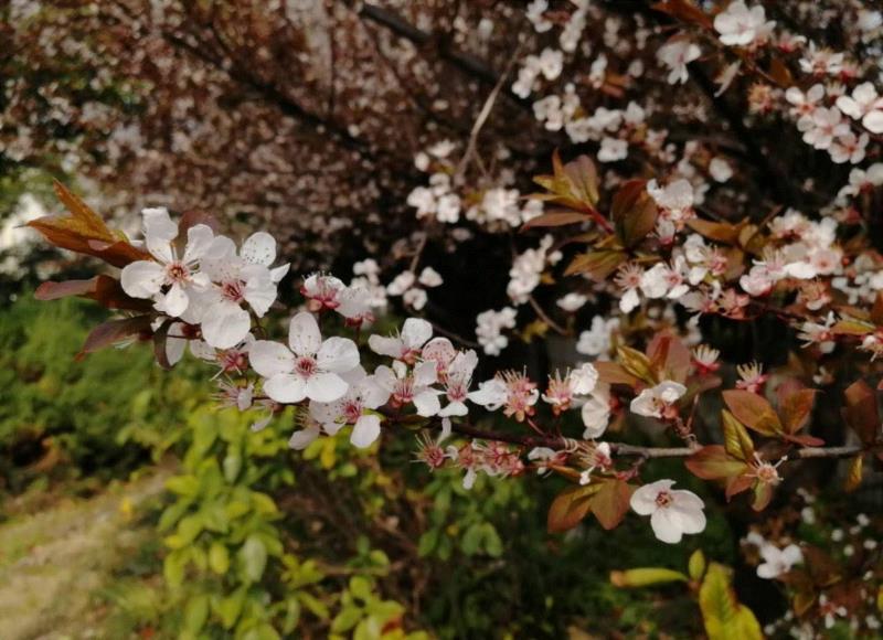 你朋友圈里的樱花，可能是假的……,樱花,朋友圈,日本,花梗,品种,海棠,html,杂交,大岛,花瓣